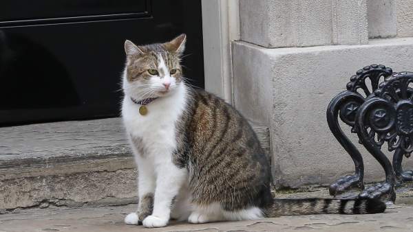 El gato Larry El gato Larry