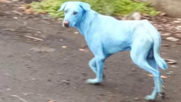 Perros azules Perros azules