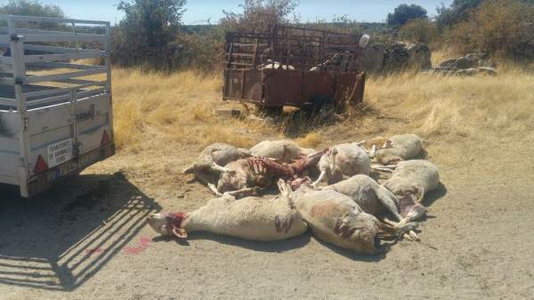 Ovejas de una explotación de Fresnadillo matadas por los lobos. Ovejas de una explotación de Fresnadillo matadas por los lobos.