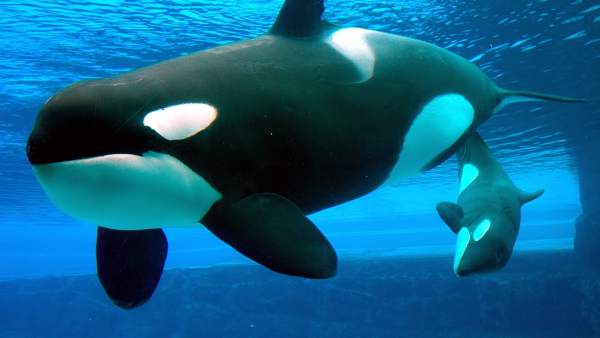 Las orcas Las orcas