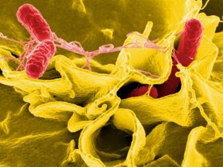 Bacteria salmonella, salmonela