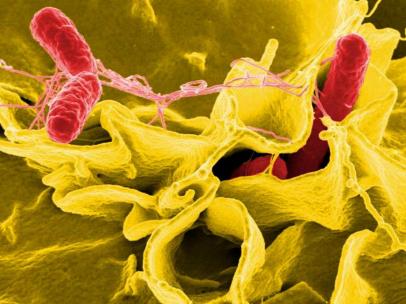 Bacteria salmonella, salmonela