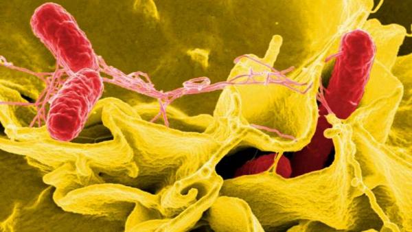Bacteria salmonella, salmonela Bacteria salmonella, salmonela