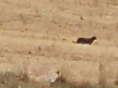 Captura del gran felino visto en varios pueblos de Guadalajara