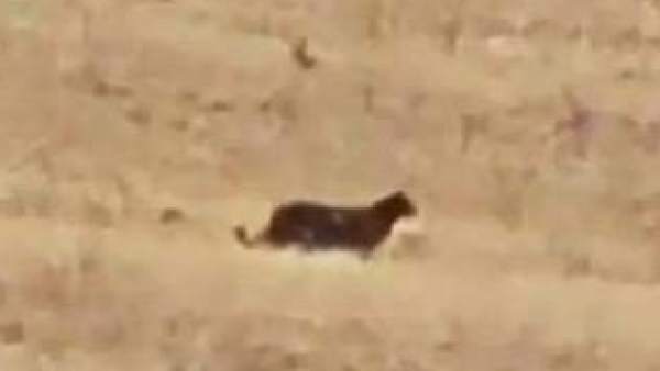 Captura del gran felino visto en varios pueblos de Guadalajara Captura del gran felino visto en varios pueblos de Guadalajara