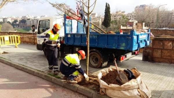 Operarios del servicio de parques y jardines de Palma Operarios del servicio de parques y jardines de Palma