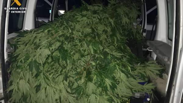 Plantas de marihuana incautadas Plantas de marihuana incautadas