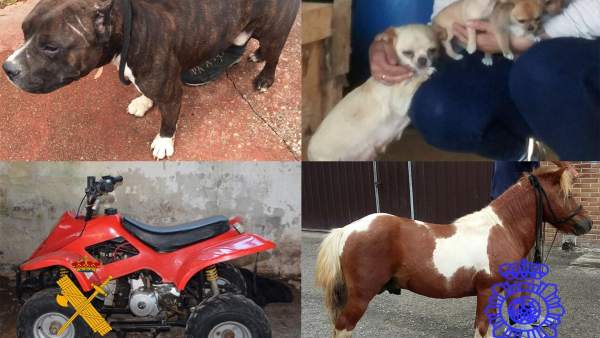 Robo perros, pony y quad Robo perros, pony y quad