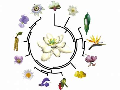 La primera flor del planeta