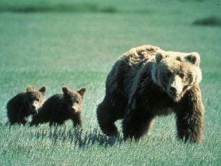 Oso grizzly
