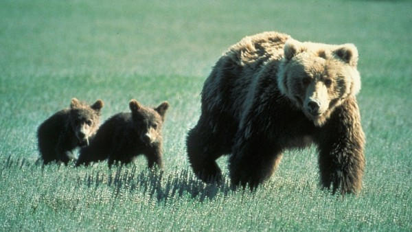 Oso grizzly Oso grizzly