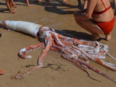 Calamar Gigante