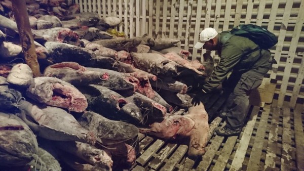 Tiburones muertos a bordo del Fu Yuan Yu Leng 999 Tiburones muertos a bordo del Fu Yuan Yu Leng 999