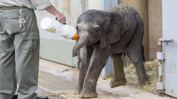 Elefante nacido en Cabárceno Elefante nacido en Cabárceno