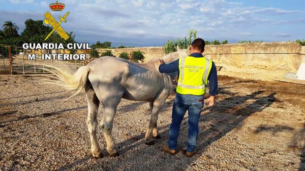 Detingut un home acusat de maltractar un cavall que portava més de 10 dies sense menjar ni aigua Detingut un home acusat de maltractar un cavall que portava més de 10 dies sense menjar ni aigua