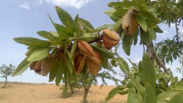 Almendras Almendras