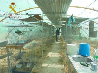 Aves exóticas incautadas