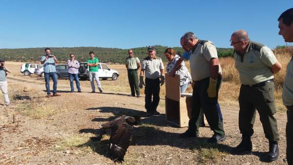 La suelta del ejemplar de águila real La suelta del ejemplar de águila real