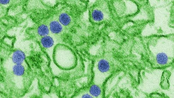 Virus del Zika Virus del Zika