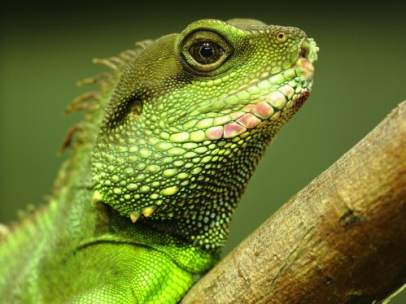 Iguana