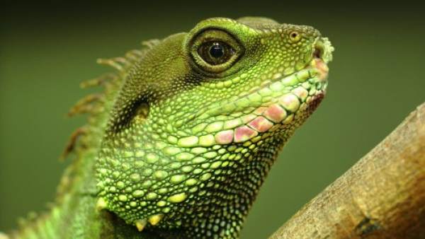 Iguana Iguana