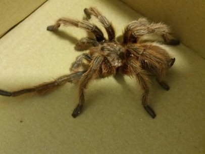 Tarántula encontrada en Almería