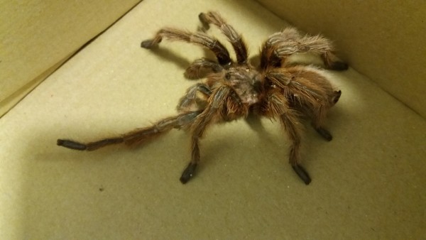 Tarántula encontrada en Almería Tarántula encontrada en Almería
