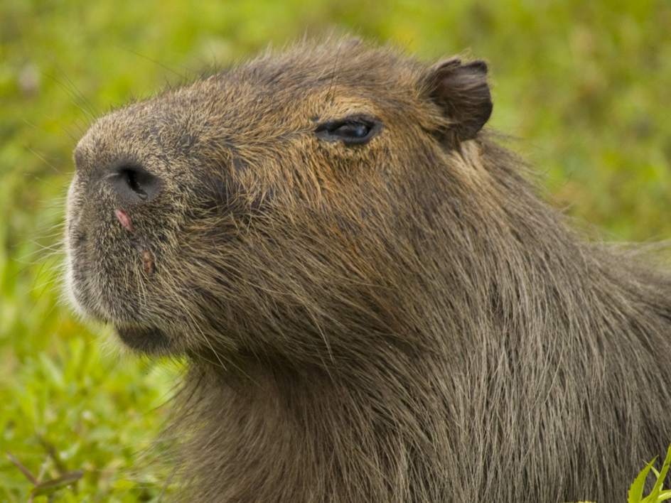 Foto: Capibara | Los animales más grandes del mundo