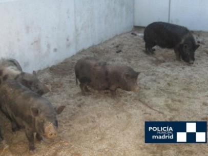 Cerdos vietnamitas incautados por la Policía Municipal de Madrid