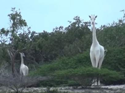 Jirafas blancas
