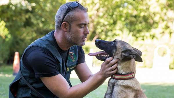 Perro policía Perro policía