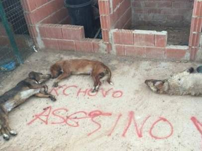 Perros muertos como venganza