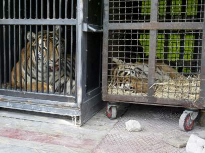 Tigres