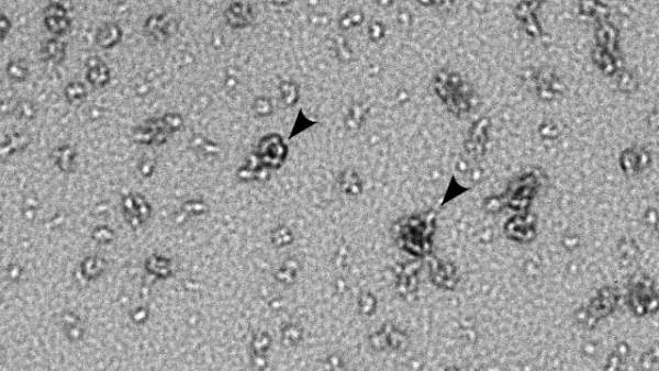 Clamidia Clamidia