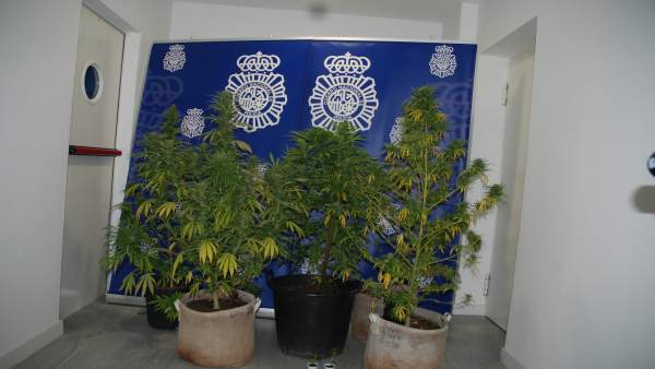 Plantas de marihuana aprehendidas en la vivienda de Segovia Plantas de marihuana aprehendidas en la vivienda de Segovia