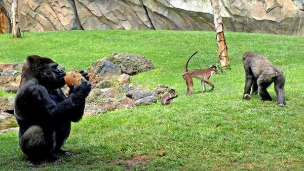 Primates Toman Helados De Frutas Para Combatir El Calor En Bioparc Primates Toman Helados De Frutas Para Combatir El Calor En Bioparc