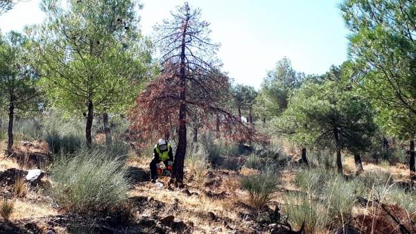 Trabajos en el Parque Natural Sierra de Baza Trabajos en el Parque Natural Sierra de Baza