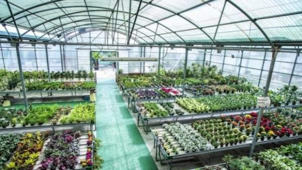 Vivero de Torremolinos plantas muestras convertir centro especial empleo natural Vivero de Torremolinos plantas muestras convertir centro especial empleo natural