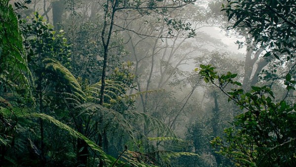 Bosque de Borneo, en Malasia Bosque de Borneo, en Malasia