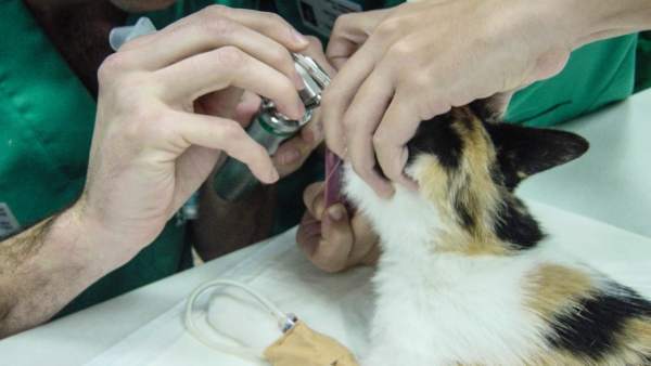 Investigadores diseñan un simulador de las vías respiratorias de los gatos Investigadores diseñan un simulador de las vías respiratorias de los gatos