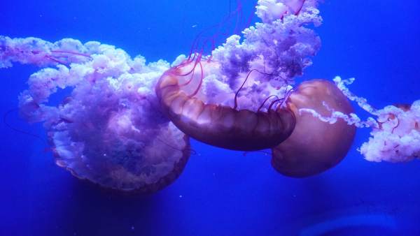Nacen más de mil medusas en un año en l'Oceanogràfic Nacen más de mil medusas en un año en l'Oceanogràfic