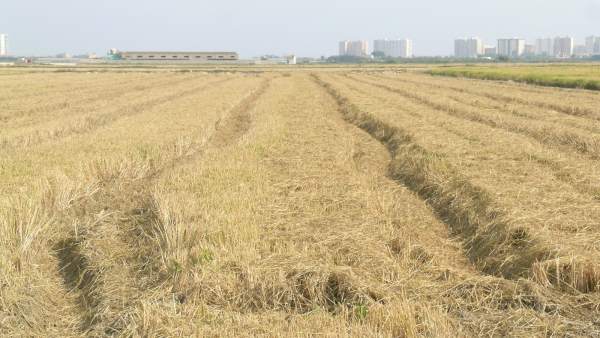 Campo de arroz Campo de arroz