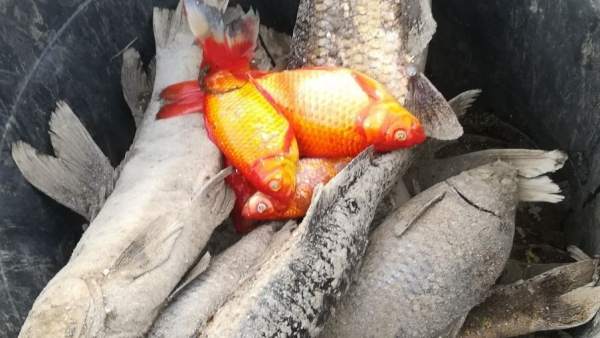 Np Y Fotos Iu Teme Una Nueva Escabechina De Peces En El Parque María Luisa A Cue Np Y Fotos Iu Teme Una Nueva Escabechina De Peces En El Parque María Luisa A Cue