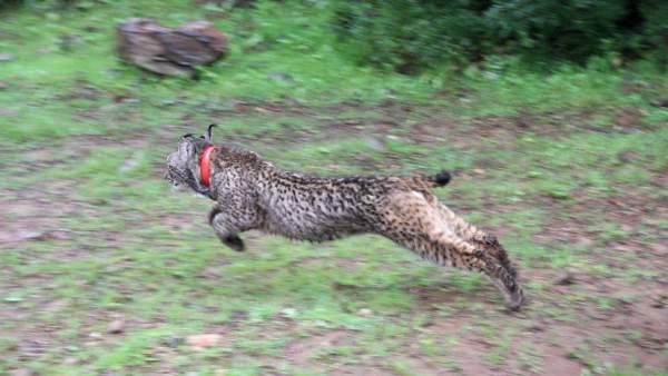 Lince liberado Lince liberado