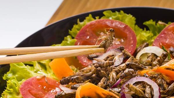 Ensalada con insectos Ensalada con insectos
