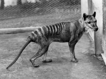 Tigre de Tasmania
