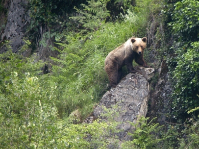 Oso pardo