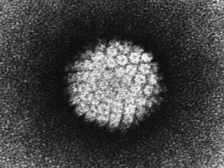 Virus del papiloma, VPH
