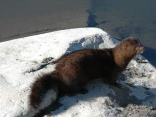Visón americano, una especie invasora en Europa