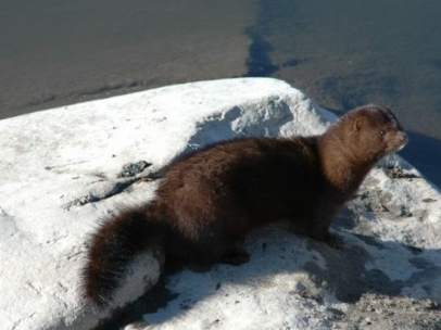 Visón americano, una especie invasora en Europa